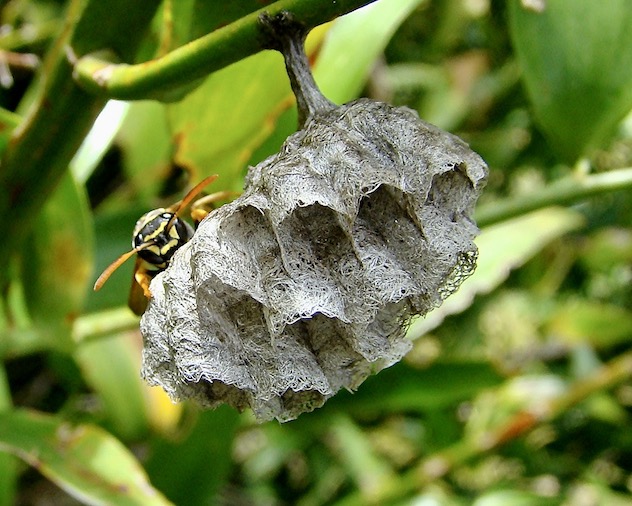 paper wasp